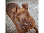 Adopt Rolo a Mixed Breed