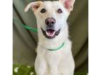 Adopt Lilly Ann a Mixed Breed
