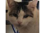 Adopt Nell (with Frankie) a Domestic Short Hair