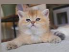 Gorgeous British Shorthair Boy