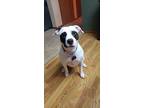 Adopt Darla - Courtesy Listed a Pit Bull Terrier