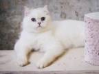 Scottish Straight Stunning Cat Lucien