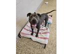 Adopt Joni a Pit Bull Terrier, Mixed Breed