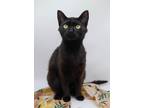 Adopt Audi II a Domestic Short Hair