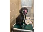 Adopt Sage a Labrador Retriever, Mixed Breed