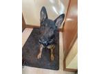 Adopt Millie a German Shepherd Dog