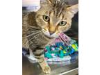 Adopt Luna a Domestic Short Hair