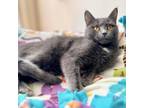 Adopt Spooky a Domestic Short Hair, Russian Blue