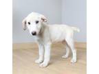 Adopt Meredith D15773 a Great Pyrenees, Labrador Retriever