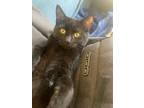 Adopt Monarch a Domestic Short Hair