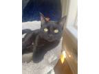 Adopt Majesty a Domestic Short Hair