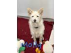 Adopt Molly 29927 a Terrier, Mixed Breed