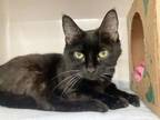 Adopt WHISKERS a Domestic Short Hair