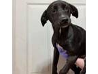 Adopt Harper 031410N a Terrier