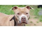 Adopt Coco a Staffordshire Bull Terrier