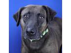 Adopt Annie - 032004S a Labrador Retriever