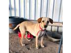Adopt Peque(14) a Beagle