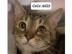 Adopt Ce Ce a Domestic Short Hair