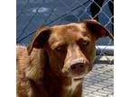 Adopt Marina Del Ray a Chocolate Labrador Retriever