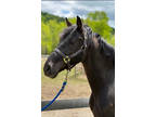 15.1 Smooth Black Trail Horse