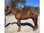 Belgian Suffolk gelding