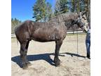 Registered grey Percheron