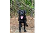 Adopt TANGIE a Black Labrador Retriever, Mixed Breed