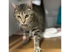 Adopt Canary a Domestic Short Hair