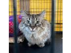 Adopt Aila (in foster) a Domestic Short Hair