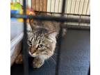 Adopt Idgie (in foster) a Domestic Short Hair