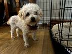 Adopt Havanese mix - Wendy a Havanese