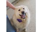 Adopt Miley a Chow Chow