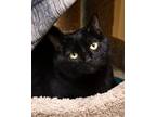 Adopt Trixie a Domestic Short Hair