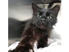 Adopt Angel a Domestic Long Hair