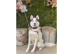 Adopt Penelope a Siberian Husky