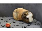 Adopt Mary a Guinea Pig