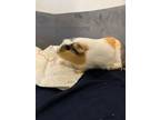 Adopt Priya a Guinea Pig