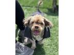 Adopt Shannon a Shih Tzu