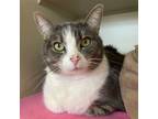 Adopt Abby a Tabby