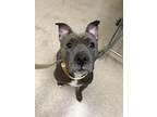 Adopt Chanel a Pit Bull Terrier