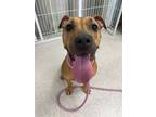 Adopt Tiny a Pit Bull Terrier
