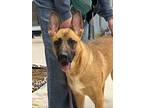 Adopt Clara a German Shepherd Dog, Shepherd