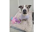 Adopt Bristol (In Foster) a Pit Bull Terrier