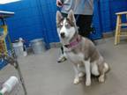 Adopt CASTANETTE a Husky, Mixed Breed