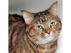 Adopt Tawny a Domestic Short Hair