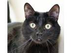 Adopt Giselle a Domestic Short Hair