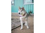 Adopt Pesto a Siberian Husky, Mixed Breed