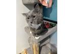 Adopt Daisy a Domestic Short Hair