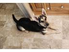 Adopt Tiny a German Shepherd Dog, Husky