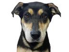 Adopt Livvy a Shepherd, Mixed Breed